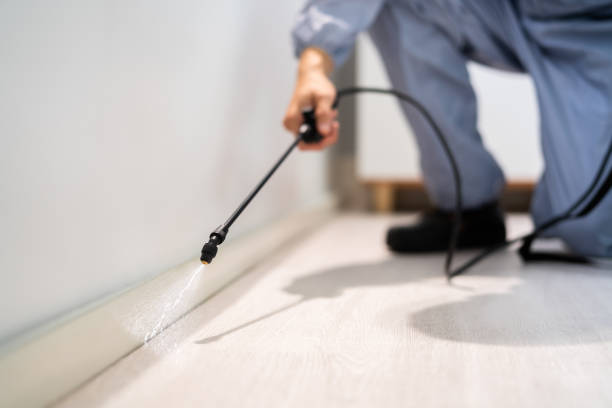 Licensed Wasp Removal service in Darien, IL - Show Me Pest Control